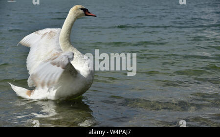 A white swan floats on the water and opens its wings Stock Photo