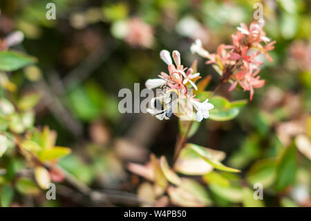Honey bee pollinating flower or collecting pollen on blooming bush in italian park. Soft focus and blurred floral background. Close-up.