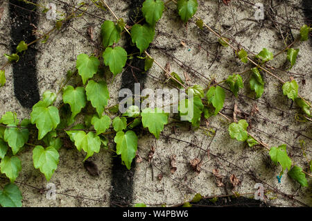 Green clambering plant on a grey stone surface. Close-up view. Natural background. Stock Photo