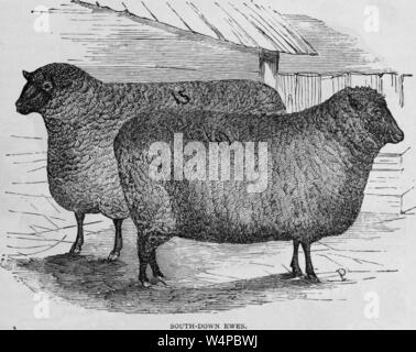 Engraved drawing of the pair of Southdown sheep, an English native sheep breed, from the book 'Industrial history of the United States' by Albert Sidney Bolles, 1878. Courtesy Internet Archive. () Stock Photo