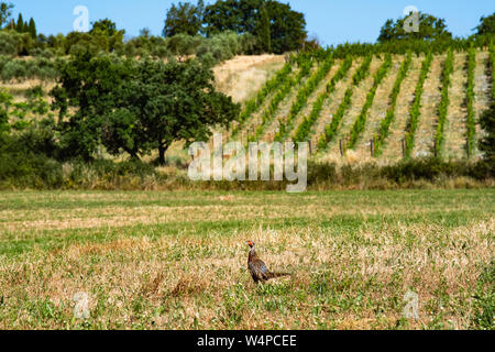 Common pheasant, Caucasus Pheasant, Caucasian Pheasant (Phasianus colchicus), standing in a meadow in Tuscany