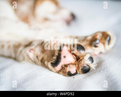 puppy legs of english setter Stock Photo