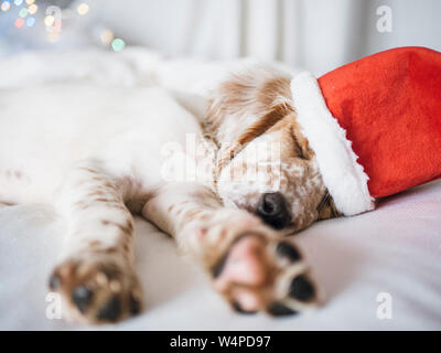 christmas portrait of english setter puppy Stock Photo