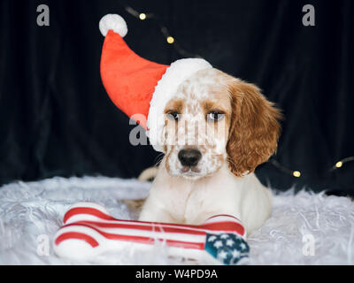 English setter puppy with santa claus hat and american bone looking at Stock Photo