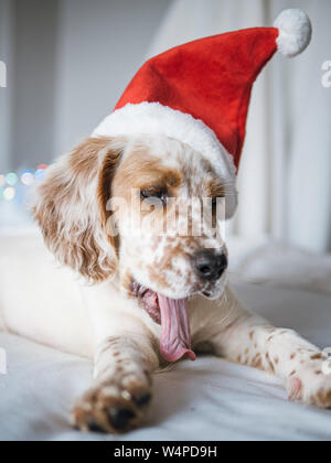 Portrait of english setter puppy with santa claus hat Stock Photo