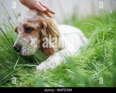 English setter puppy on meadow and small hand caressing him Stock Photo
