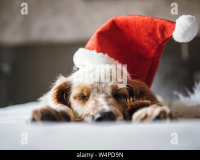 English setter puppy lying on the bed exhausted with christmas hat Stock Photo