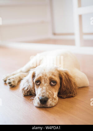 English setter puppy on the floor of a room Stock Photo