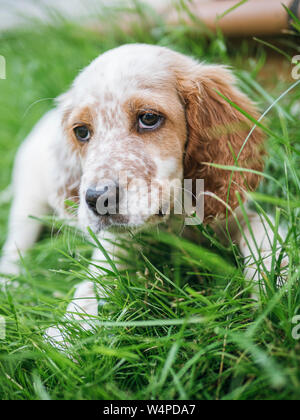portrait of english setter puppy in the meadow Stock Photo