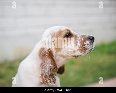 Profile portrait of an english setter breed hunting dog Stock Photo