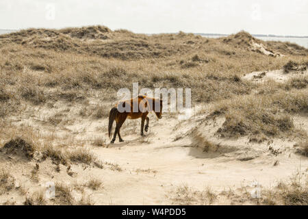Wild horses on Shackleford Banks, the southern most barrier island in Cape Lookout National Seashore is home to more than 100 Wild Horses in North Car Stock Photo