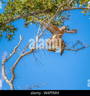 A pair of Red-shouldered hawks (Buteo lineatus) mating in Flamingo Campground. Everglades National Park. Florida. USA Stock Photo