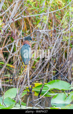 Green heron (Butorides virescens). Anhinga trail. Everglades National Park. Florida. USA Stock Photo