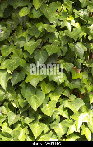 Close-up of some branches and leaves of climbing ivy of the Araliaceae family Stock Photo