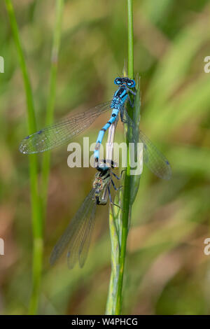 A mating pair of stunning Common Blue Damselfly (Enallagma cyathigerum ...