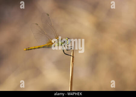 Image of a dragonfly (anisoptera) waiting at its surveillance site to catch its next prey Stock Photo