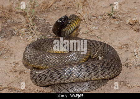 Inland Taipan in strike position Stock Photo