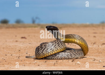 Inland Taipan in strike position Stock Photo