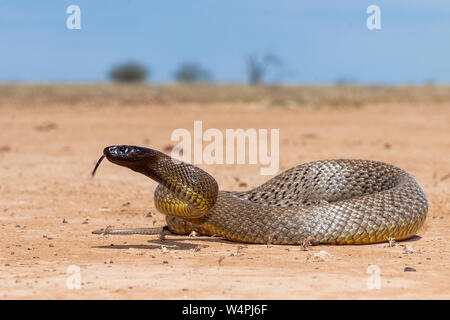 Inland Taipan in strike position Stock Photo