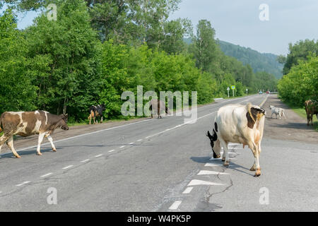 a herd of cows crossing the road, and pose a danger to cars Stock Photo