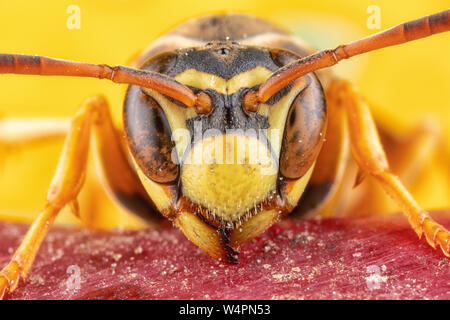 Paper Wasp Portrait - Fierce Female Wasp on Apple with Bold Colors Stock Photo