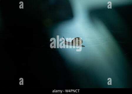 Lymnaeidae Snail Journey on Car Windscreen at Night in Wiltshire 2-7 Stock Photo