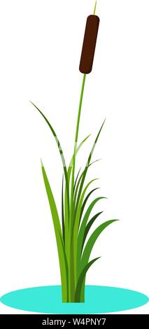 Swamp reed illustration. Cartoon marsh background with cattail plants ...