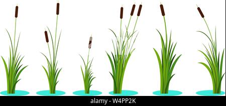 Set of variety reeds with leaves on stem and lake water beneath. Reed plant. Flat vector illustration isolated on white background. Clip art for decor Stock Vector