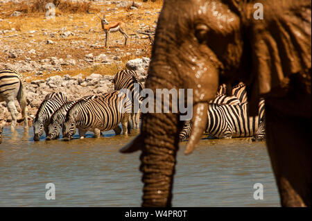 Elephant and zebras drinking at Okaukuejo waterhole, Etosha National Park, Namibia Stock Photo