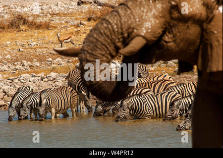Elephant and zebras drinking at Okaukuejo waterhole, Etosha National Park, Namibia Stock Photo
