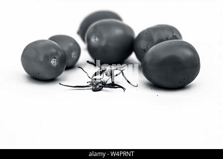 Close up of bunch of red tomatoes Stock Photo