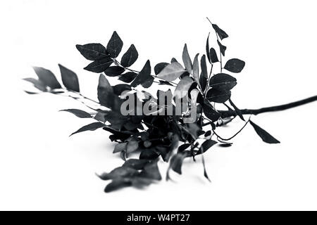 Close up of fresh curry leaves or sweet nim or sweet neem or khadhi patta or kadi pata isolated on white also known as Murraya koenigii or Meetha limb Stock Photo