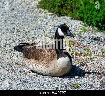 Closeup of a Canada Goose (Branta canadensis) sitting on a gravel pathway at the Bolsa Chica Ecological Reserve in Huntington Beach, California. Stock Photo