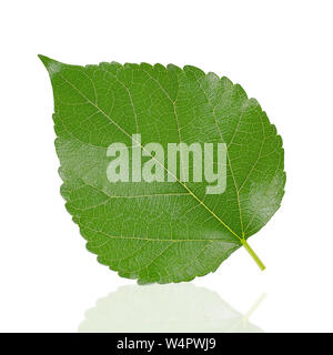 mulberry leaf isolated on white background Stock Photo