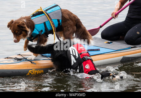 Steinhude, Germany. 11th July, 2019. The Australian Shepherd 'Barney' (front) jumps from a stand-up paddle board into the water. Behind him is the Australian Shepherd 'Lio'. On the Steinhuder Lake a course for stand-up paddling with dogs is offered. Credit: Cindy Riechau/dpa/Alamy Live News Stock Photo