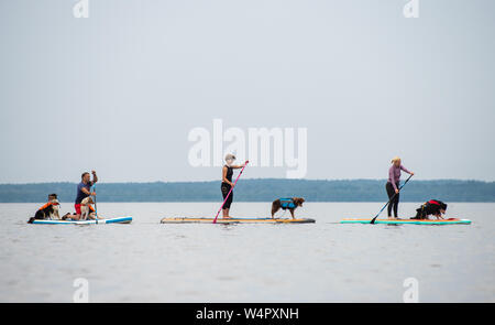 Steinhude, Germany. 11th July, 2019. Mirko Marunde (l-r), Stephanie Pohler and Svea Pohler are on stand-up paddle boards with the Australian Shepherds 'Kyra' (l-r), 'Zoi', 'Lio' and 'Barney'. On the Steinhuder Lake a course for stand-up paddling with dogs is offered. Credit: Christophe Gateau/dpa/Alamy Live News Stock Photo