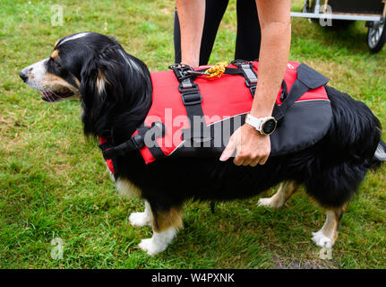 Steinhude, Germany. 11th July, 2019. Australian Shepherd 'Barney' is wearing a life jacket. On the Steinhuder Lake a course for stand-up paddling with dogs is offered. Credit: Christophe Gateau/dpa/Alamy Live News Stock Photo