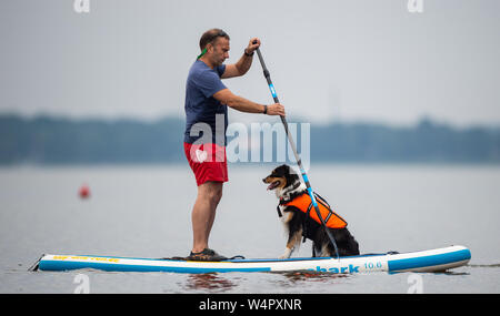 Steinhude, Germany. 11th July, 2019. Mirko Marunde stands on a stand-up paddle board with the Australian Shepherd 'Kyra'. On the Steinhuder Lake a course for stand-up paddling with dogs is offered. Credit: Christophe Gateau/dpa/Alamy Live News Stock Photo