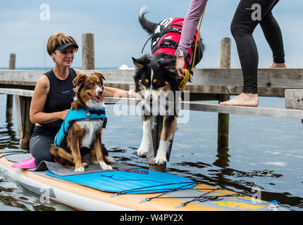 Steinhude, Germany. 11th July, 2019. The Australian Shepherd 'Barney' (r) jumps on a stand-up paddle board, while Stephanie Pohler and the Australian Shepherd 'Lio' already sit on the board. On the Steinhuder Lake a course for stand-up paddling with dogs is offered. Credit: Christophe Gateau/dpa/Alamy Live News Stock Photo
