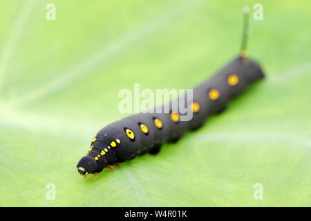 Studio shot of big black caterpillar on a leaf background