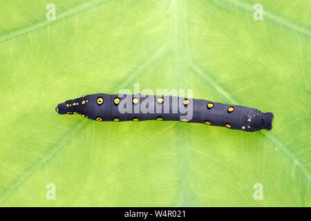 Studio shot of big black caterpillar on a leaf background Stock Photo