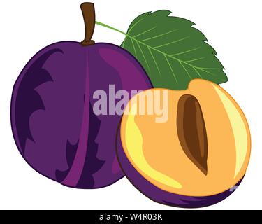 Ripe fruit plum on white background is insulated Stock Vector