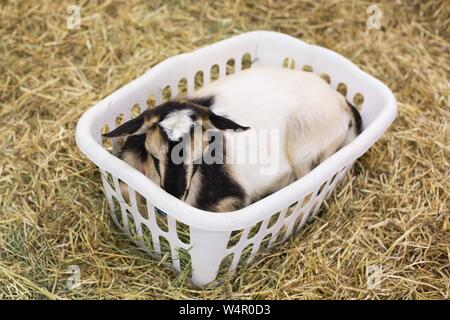 A Nigerian dwarf goat in a laundry basket, at the Lane County Fair in Eugene, Oregon, USA. Stock Photo
