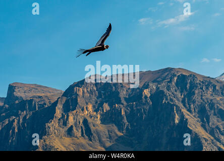 Andean Condor (Vultur gryphus) flying above the Andes mountain peaks of the Colca Canyon near Arequipa, Peru. Stock Photo