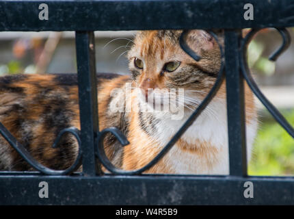 Cat looking on street through black iron fence Stock Photo