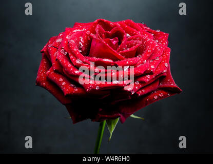 Rosa chinensis, still life of a chinese red rose against dark background Stock Photo