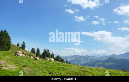 Domestic cattle livestock, Bos Taurus, cow on a pasture meadow in the swiss alps, Switzerland, Western Europe Stock Photo