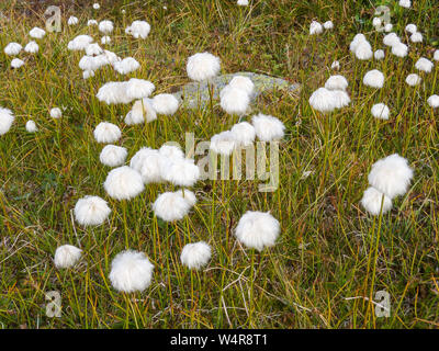 Eriophorum, meadow with cottongrass in the swiss alps, Switzerland Stock Photo