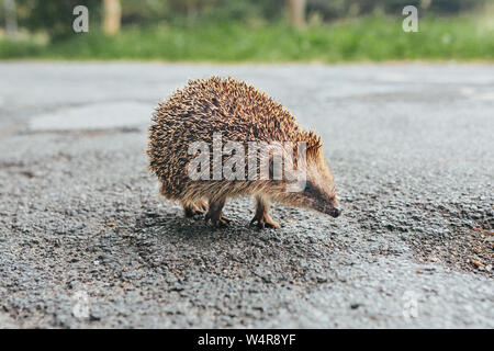 wild baby hedgehog on a street in Germany Stock Photo