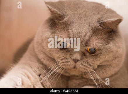 Young crazy surprised Scottish cat make big eyes closeup. Young cat looking surprised and scared. Emotional surprised wide big eye kitten at home Stock Photo